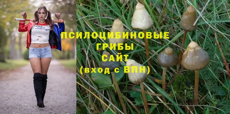 Псилоцибиновые грибы MAGIC MUSHROOMS  Кореновск 